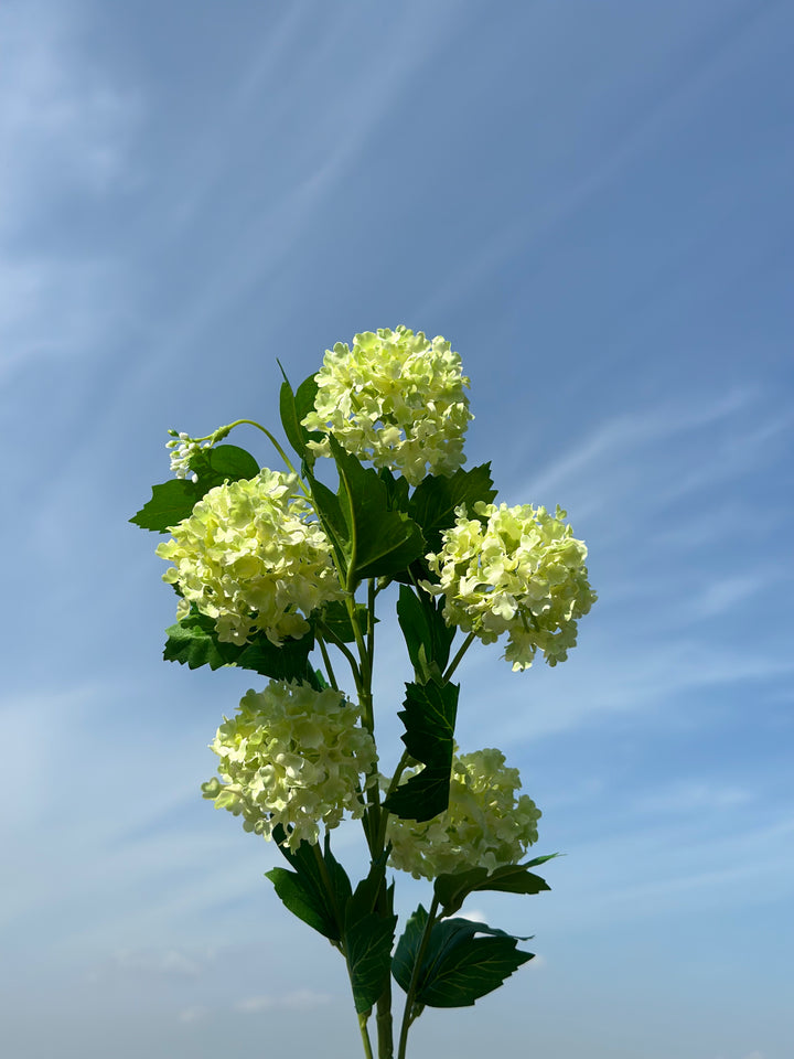 Snowball Viburnum Flowers (2 colours)
