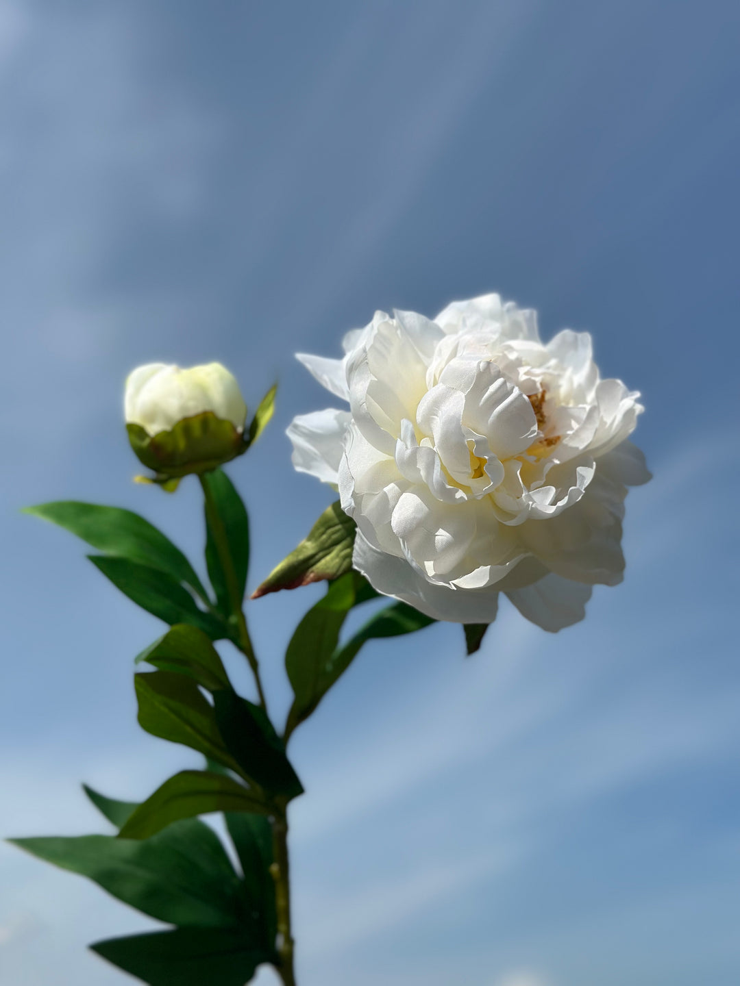 Watercolour Large Peonies (3 colours)