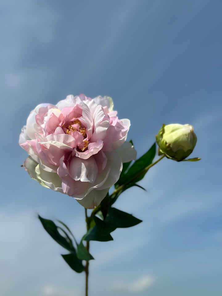 Watercolour Large Peonies (3 colours)