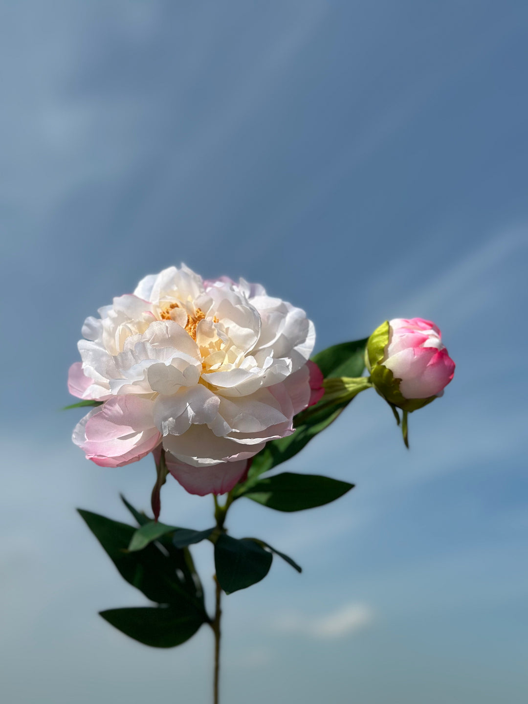 Watercolour Large Peonies (3 colours)