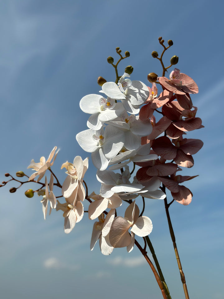 Autumn Orchids (3 colours)