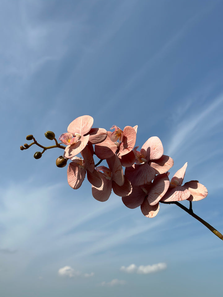 Autumn Orchids (3 colours)