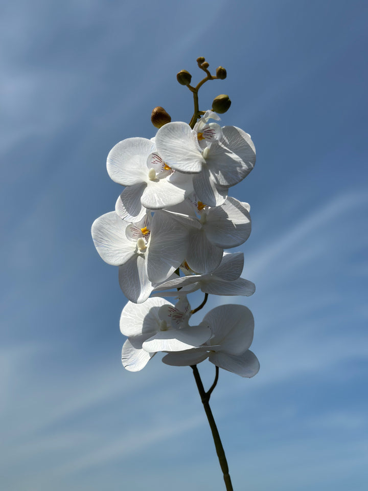 Autumn Orchids (3 colours)