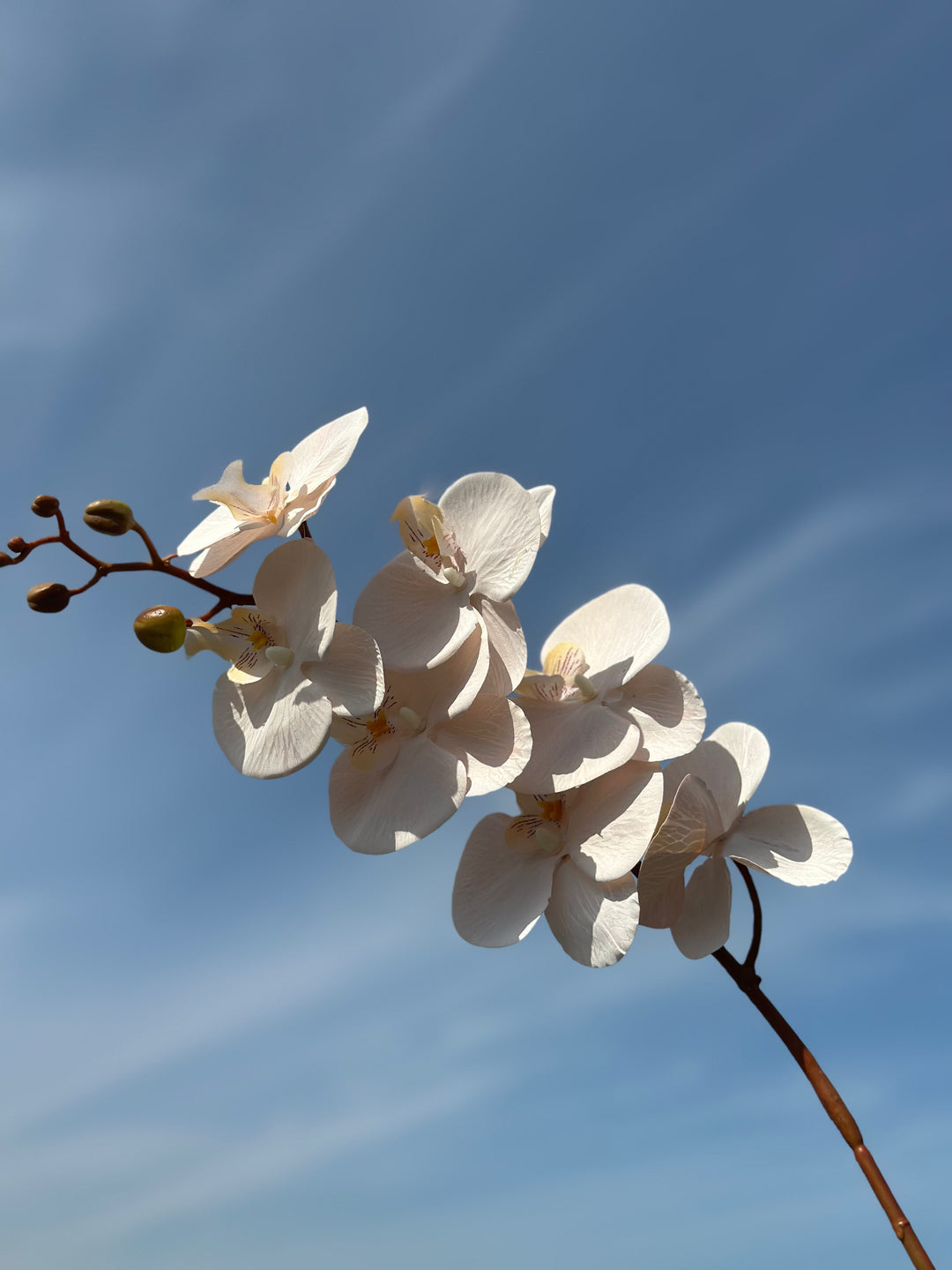 Autumn Orchids (3 colours)