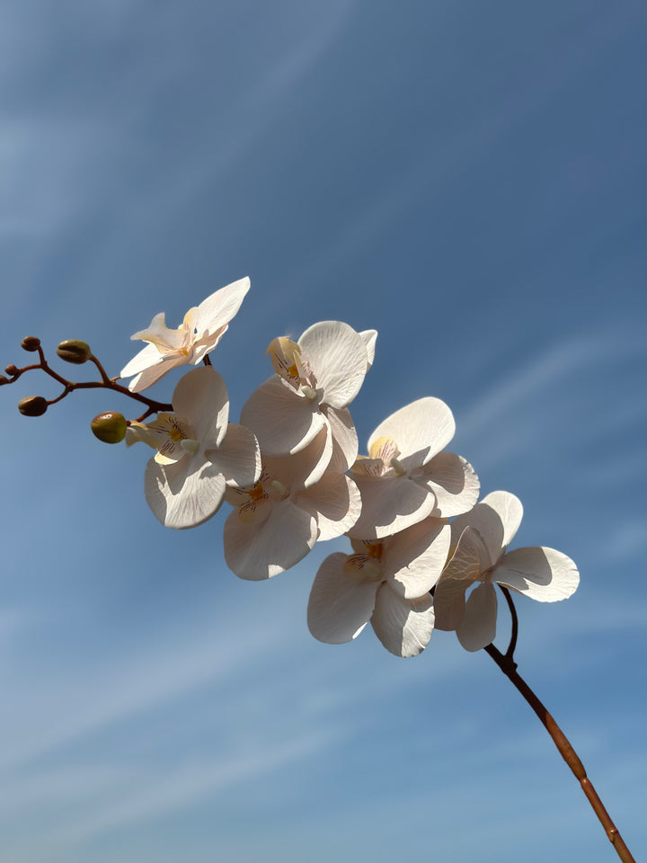 Autumn Orchids (3 colours)