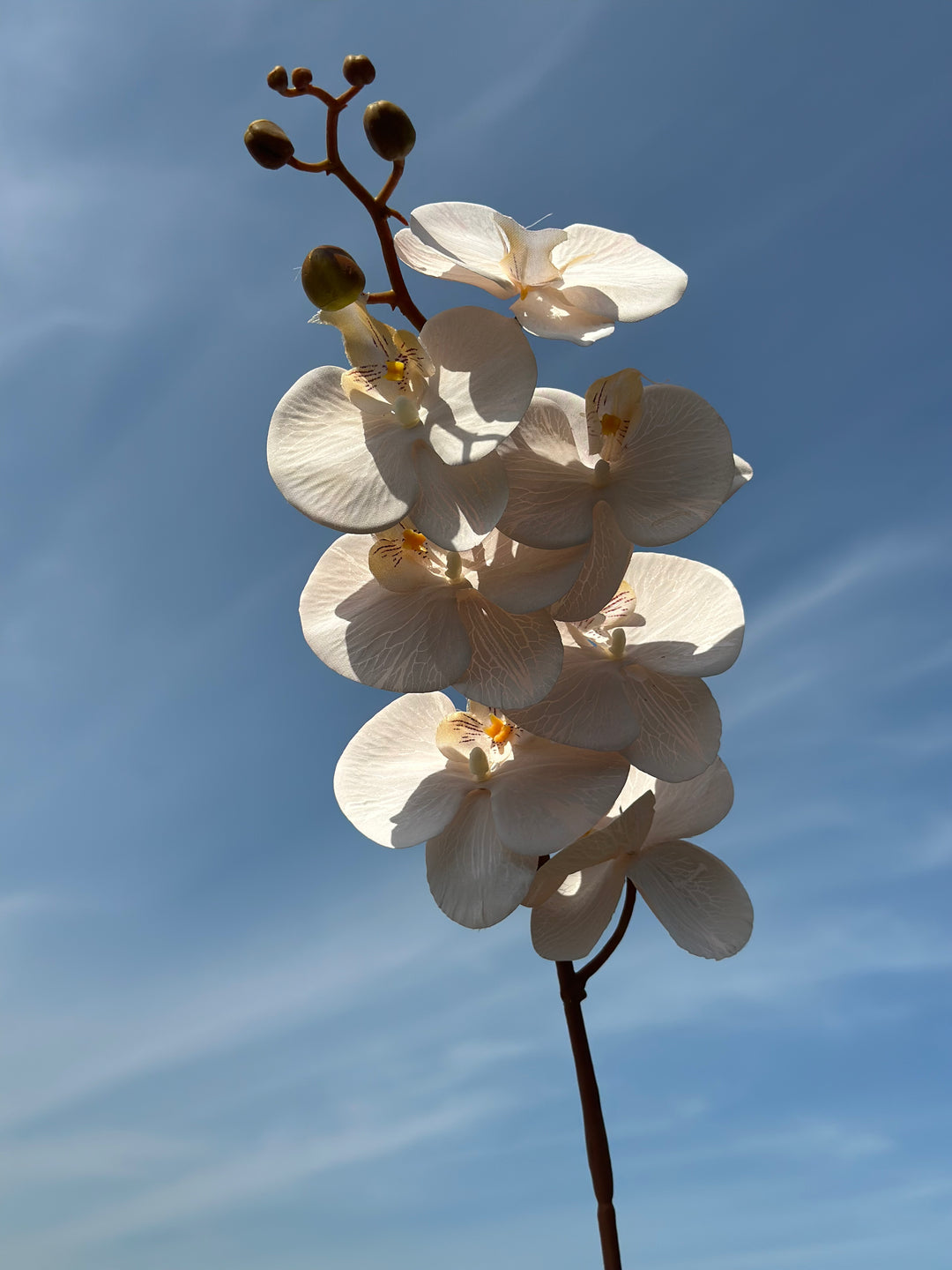Autumn Orchids (3 colours)