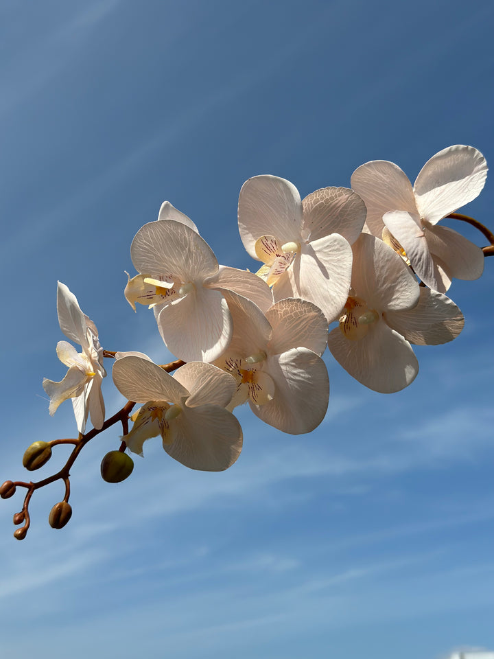 Autumn Orchids (3 colours)