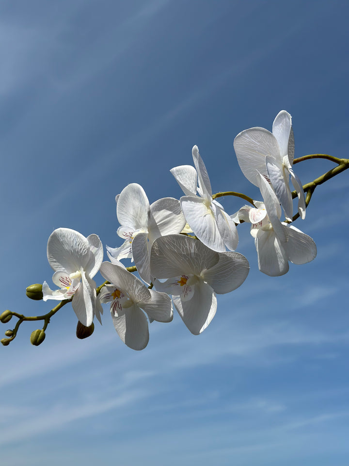 Autumn Orchids (3 colours)