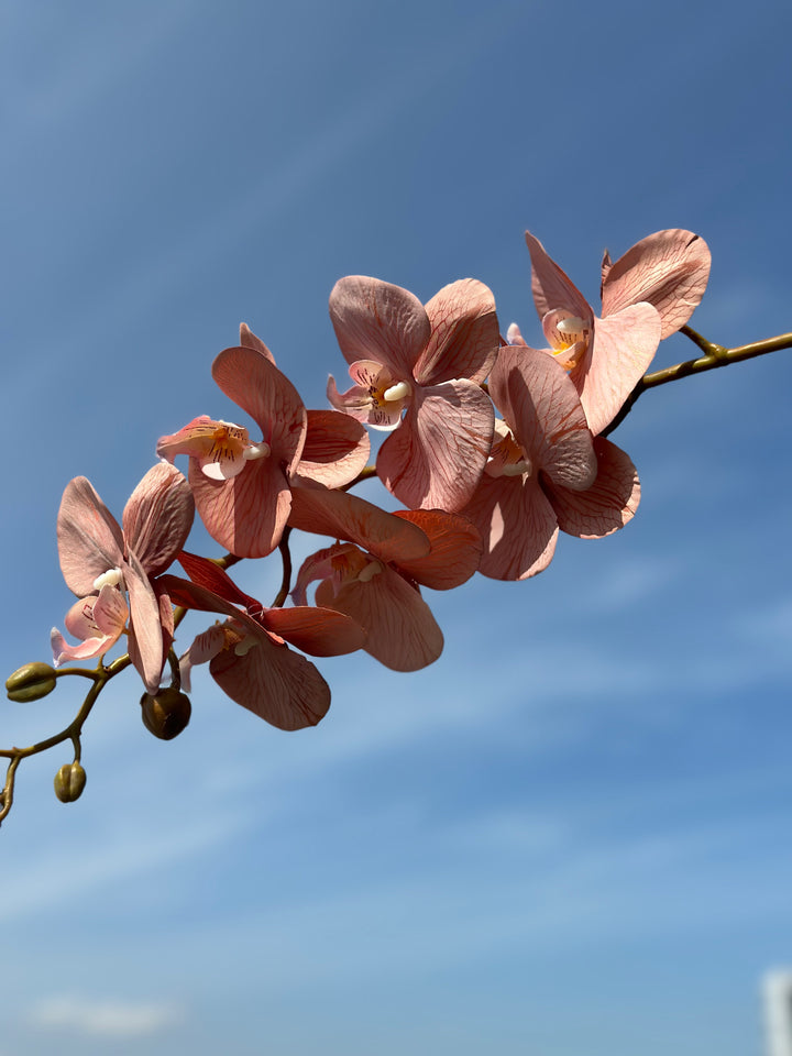 Autumn Orchids (3 colours)