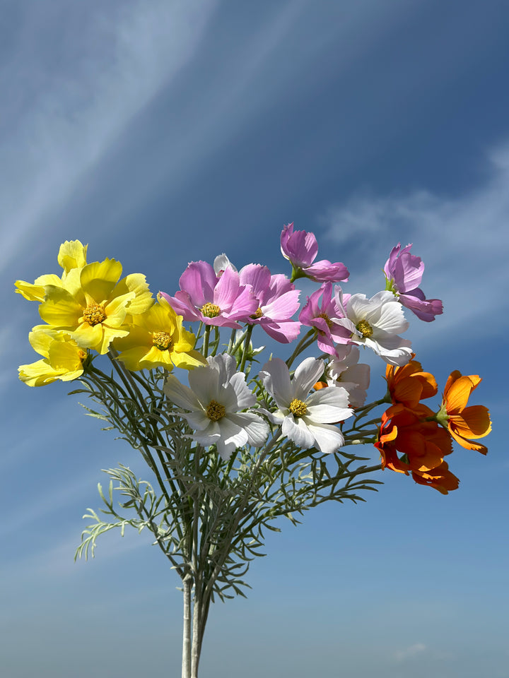 Garden Cosmos Flowers (5 colours)