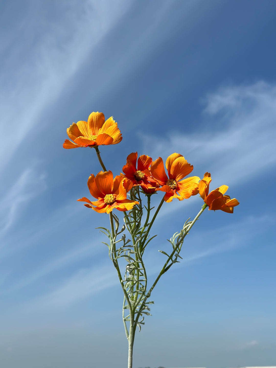 Garden Cosmos Flowers (5 colours)