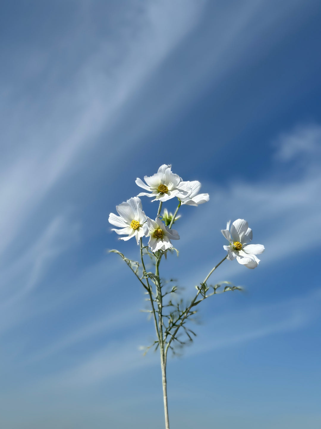 Garden Cosmos Flowers (5 colours)