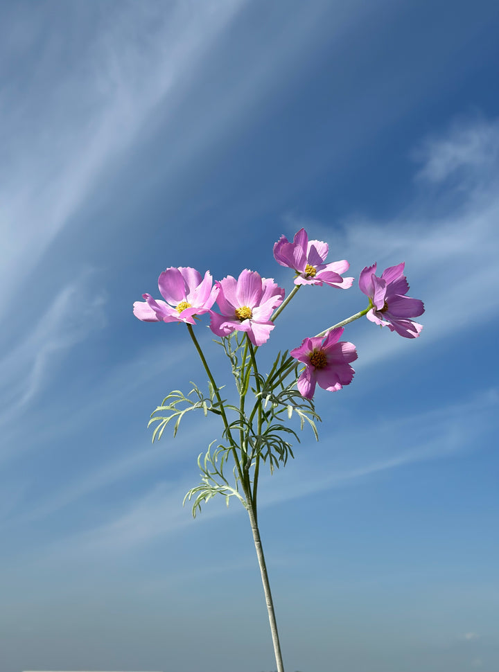 Garden Cosmos Flowers (5 colours)