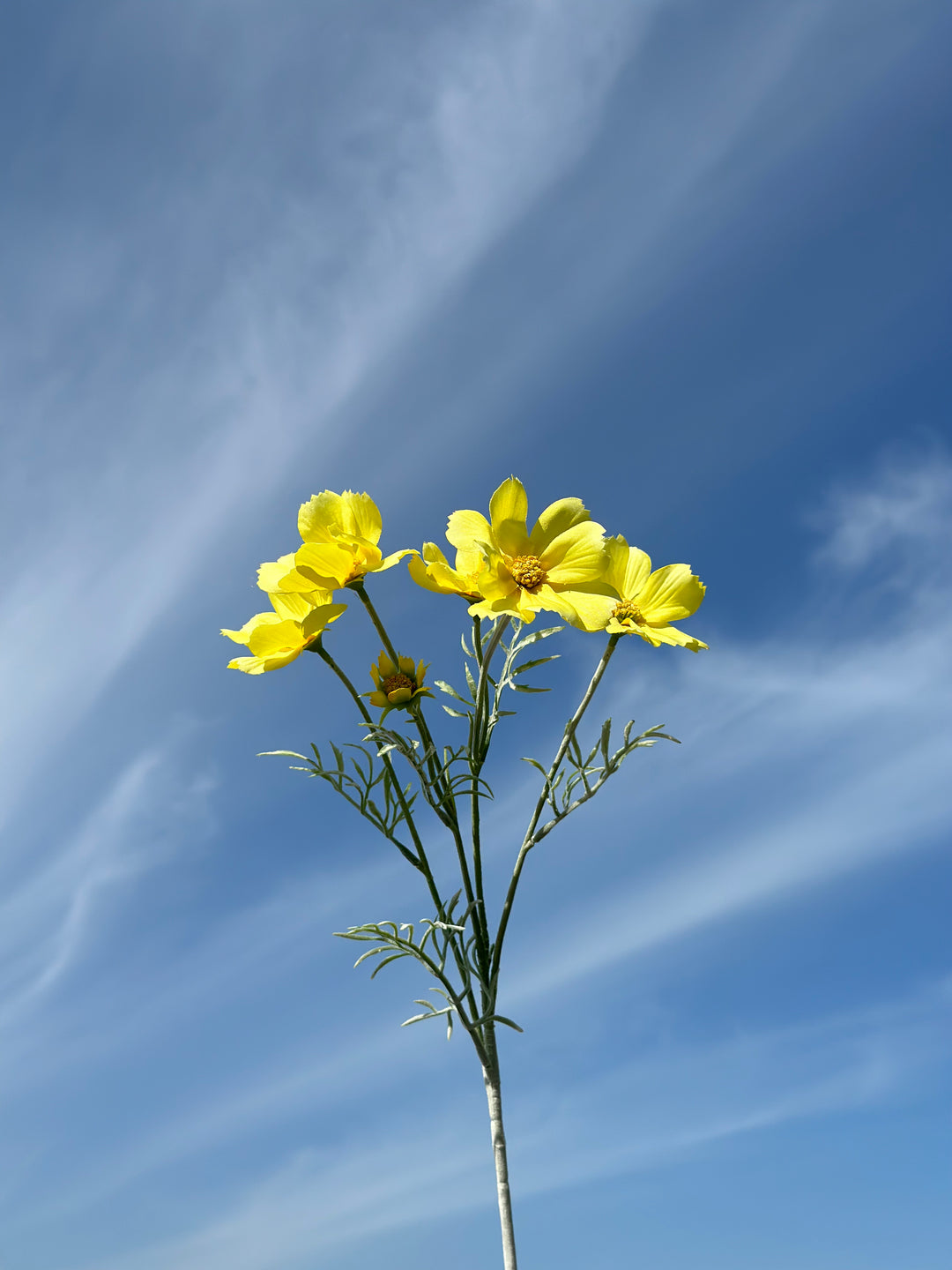 Garden Cosmos Flowers (5 colours)