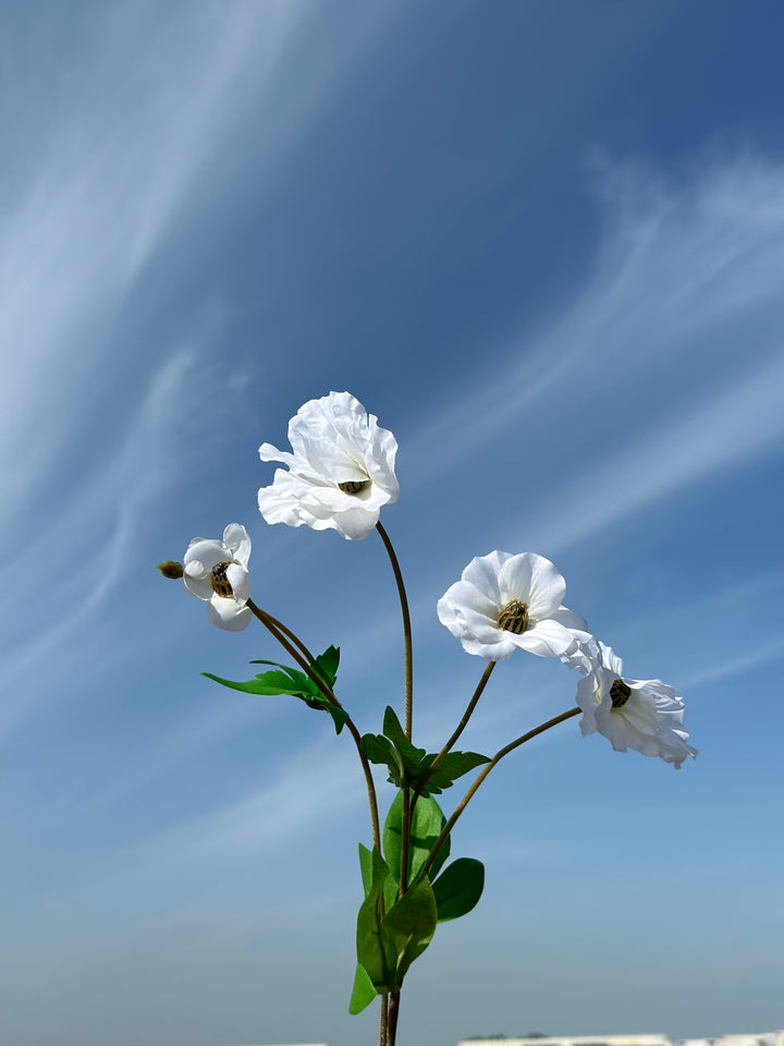 Butterfly Ranunculus (5 colours)