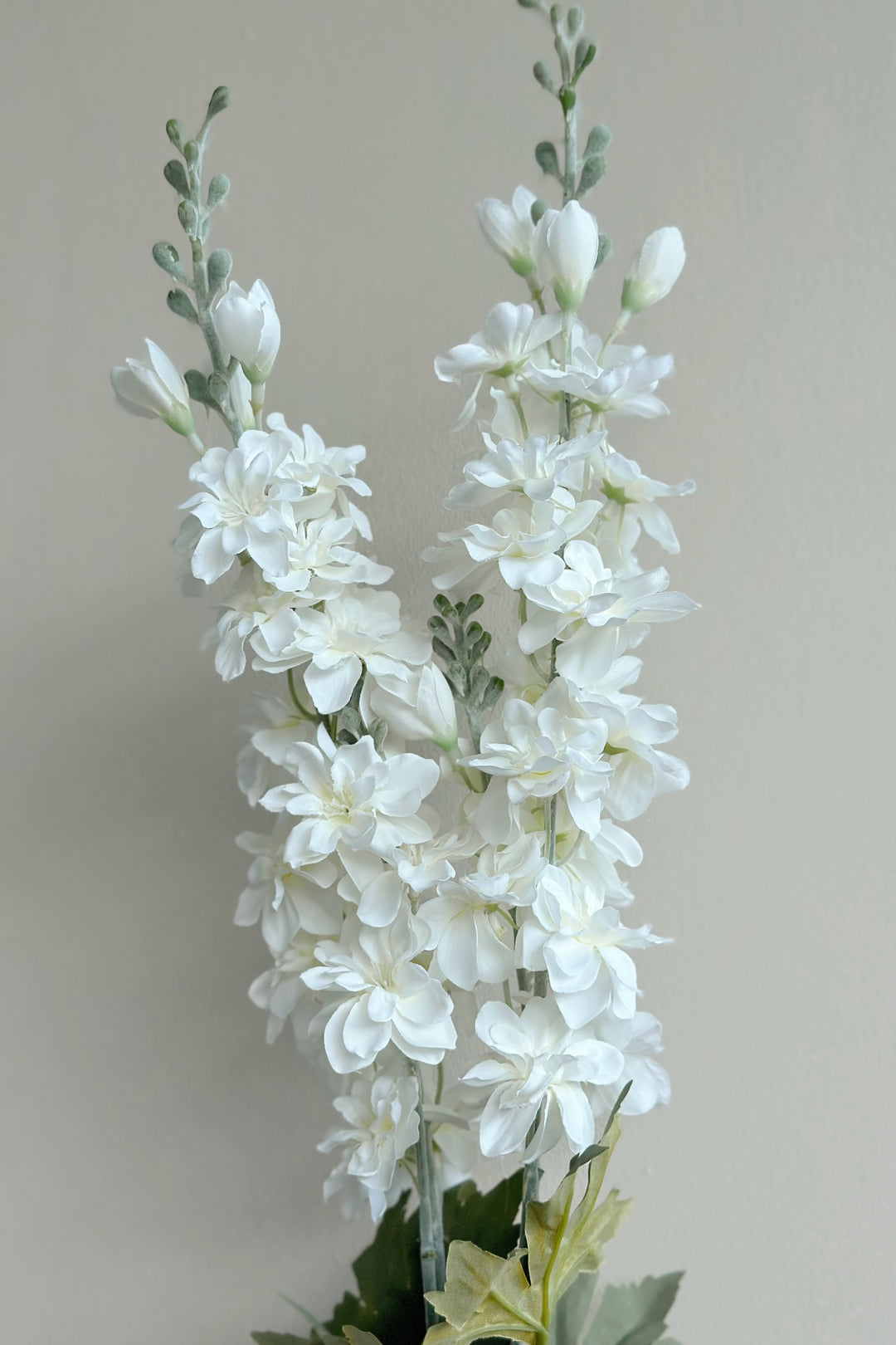 White Delphinium