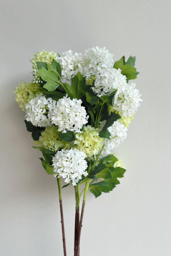 Snowball Viburnum Flowers (2 colours)