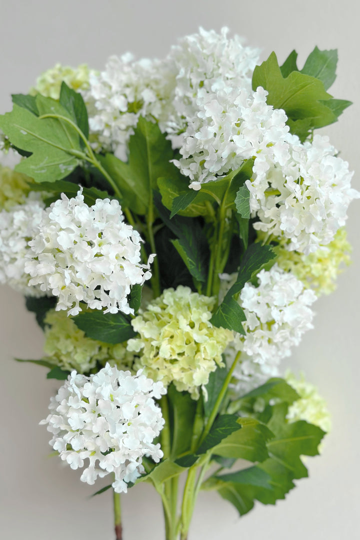 Snowball Viburnum Flowers (2 colours)