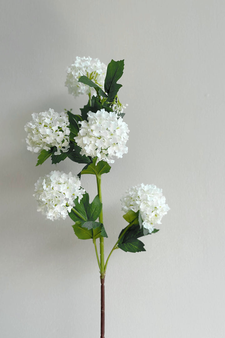 Snowball Viburnum Flowers (2 colours)