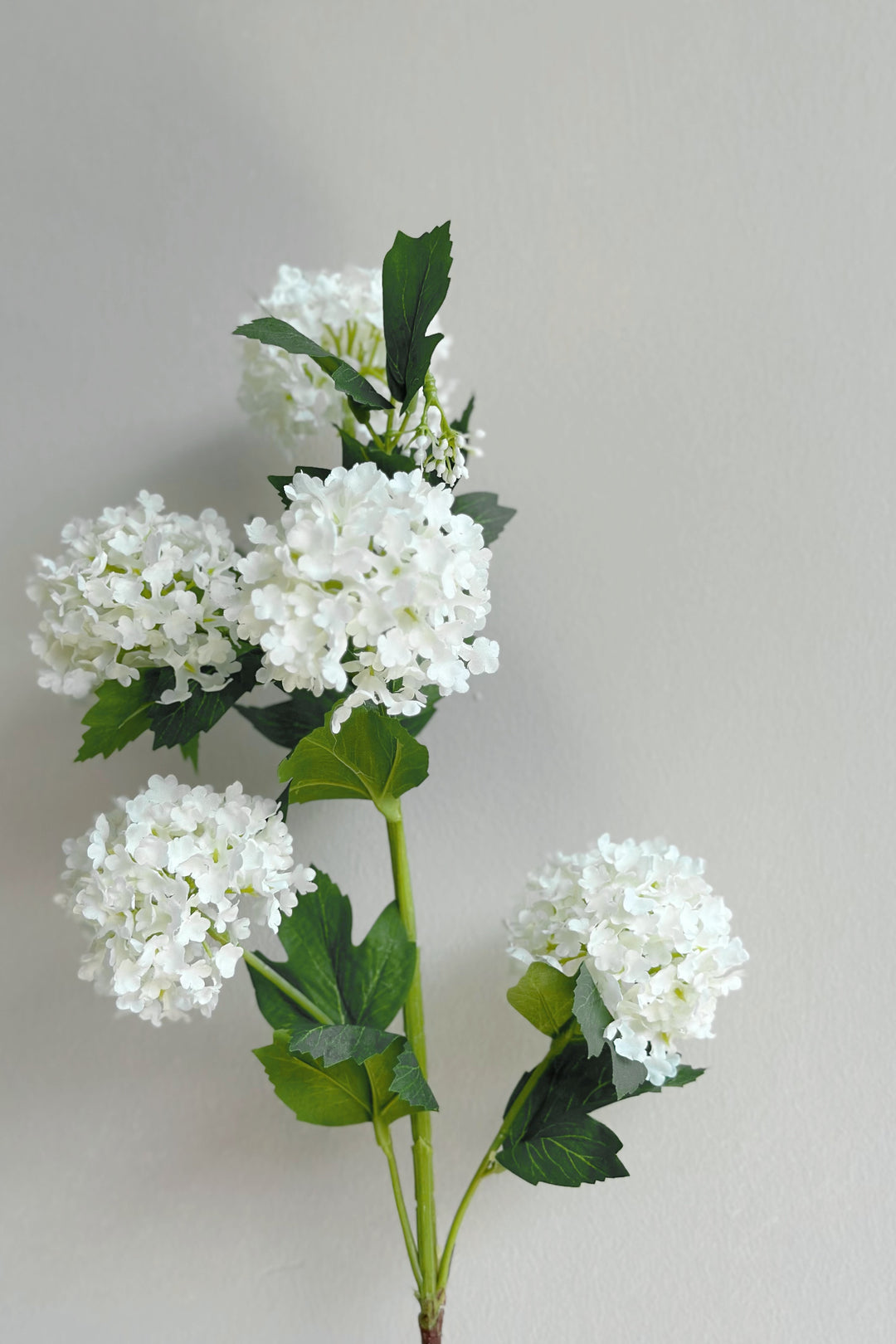 Snowball Viburnum Flowers (2 colours)