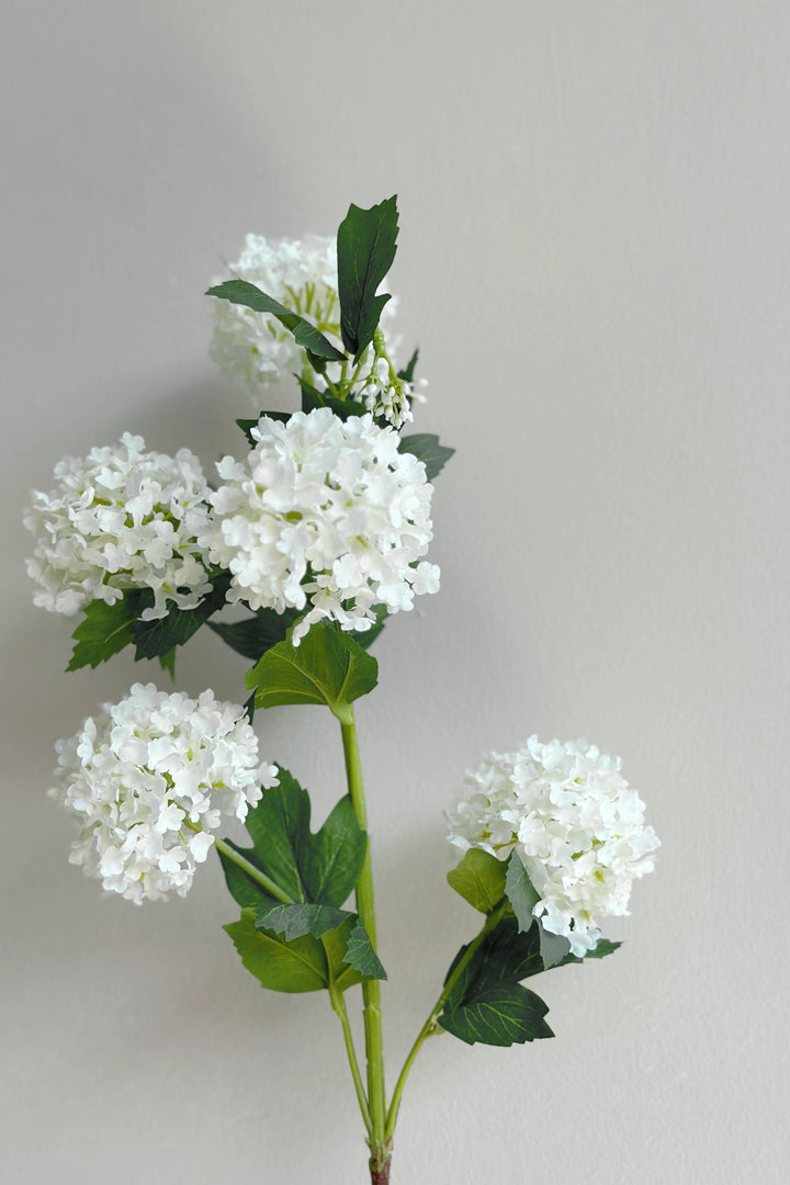 Snowball Viburnum Flowers (2 colours)