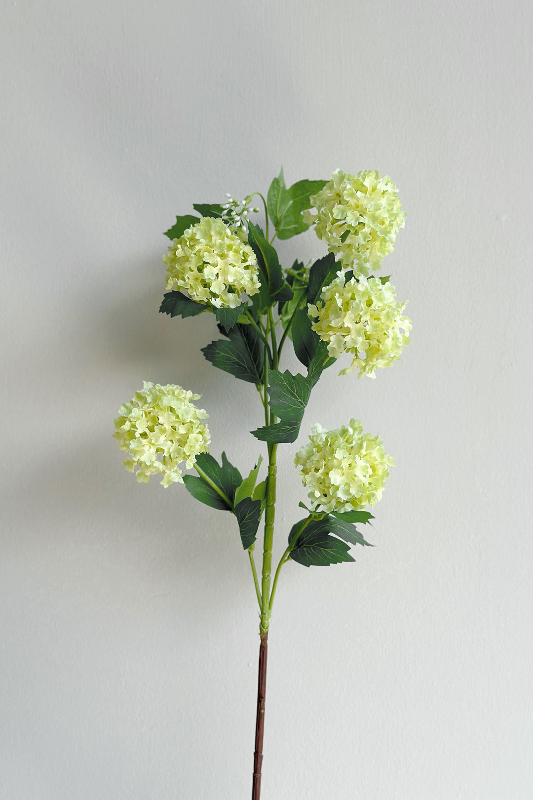 Snowball Viburnum Flowers (2 colours)