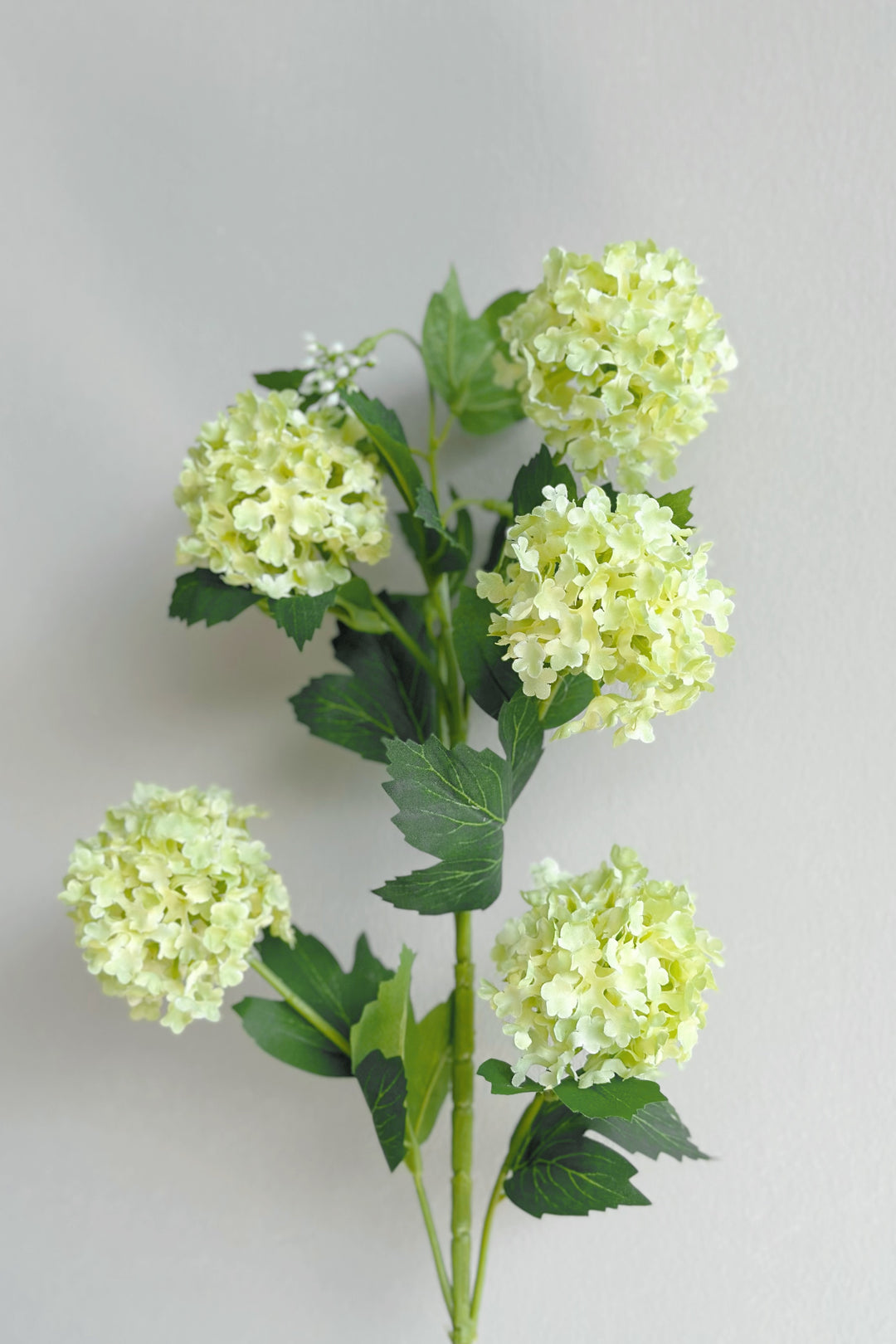Snowball Viburnum Flowers (2 colours)