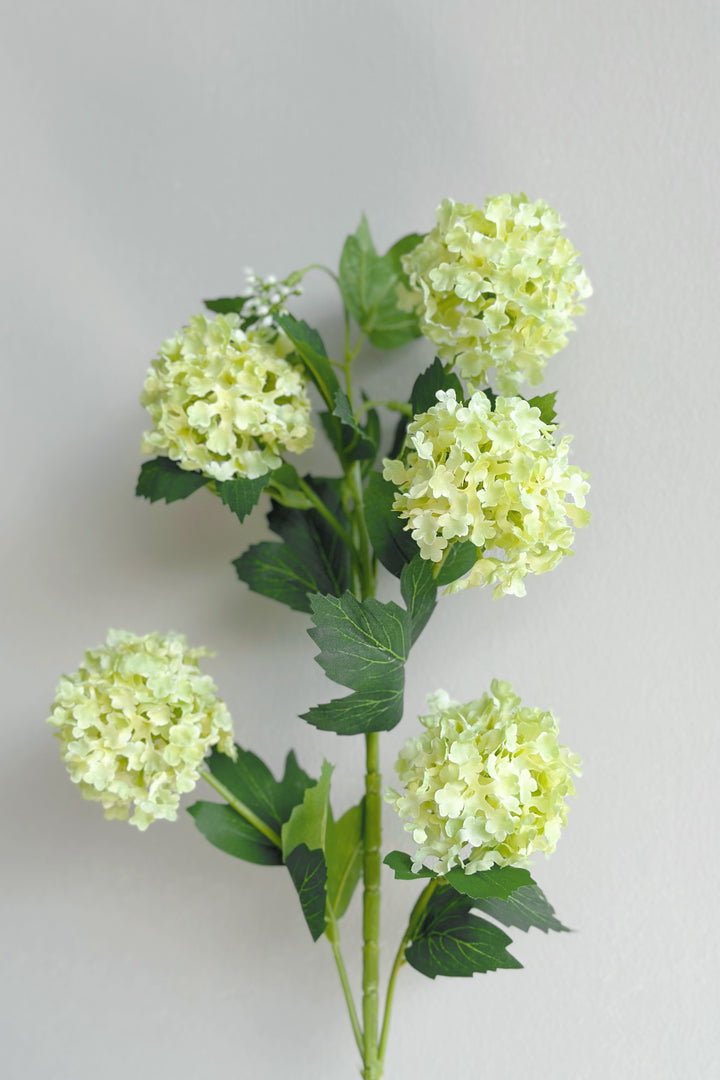 Snowball Viburnum Flowers (2 colours)