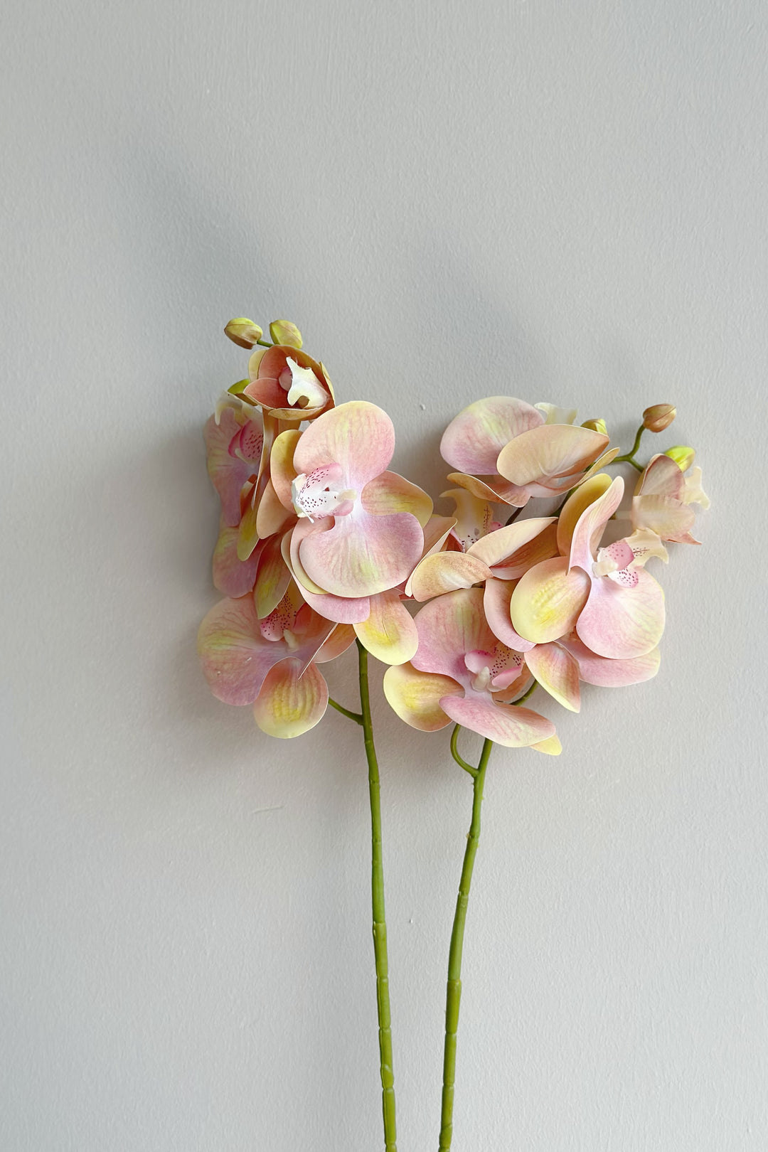 Gradient Pastel Pink Orchid