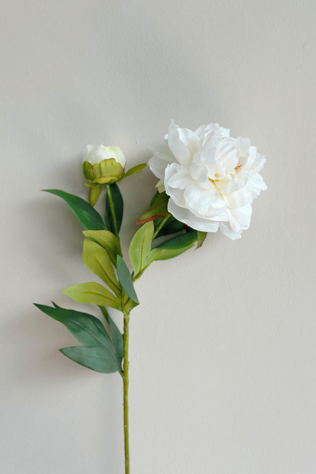 Watercolour Large Peonies (3 colours)