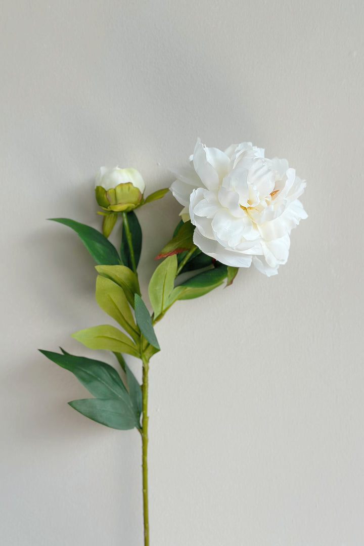 Watercolour Large Peonies (3 colours)