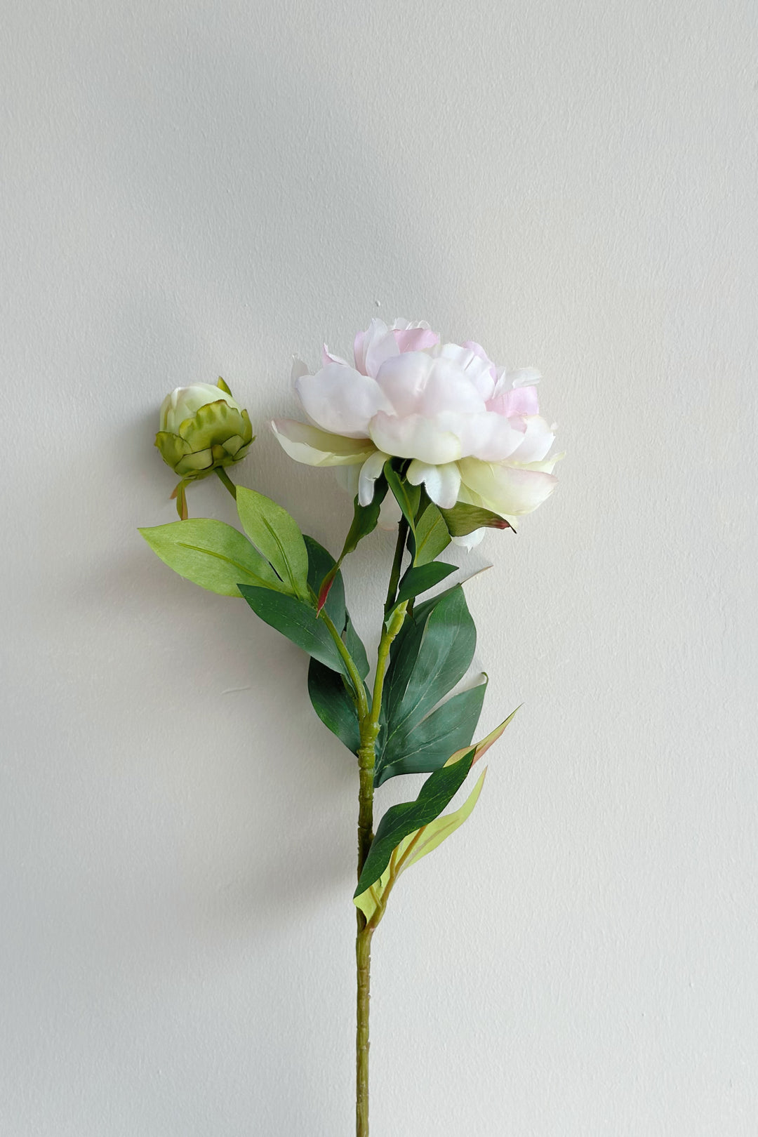 Watercolour Large Peonies (3 colours)