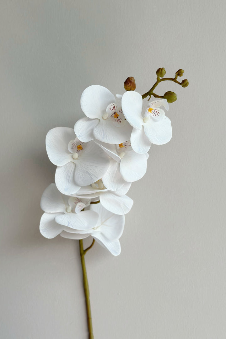 Autumn Orchids (3 colours)