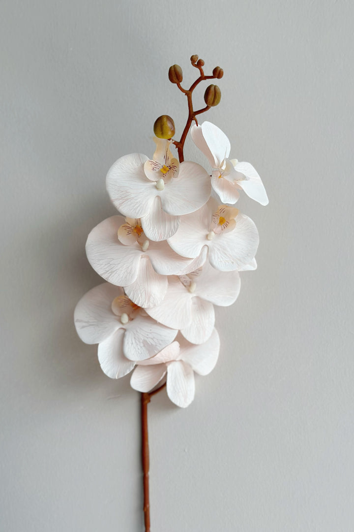 Autumn Orchids (3 colours)