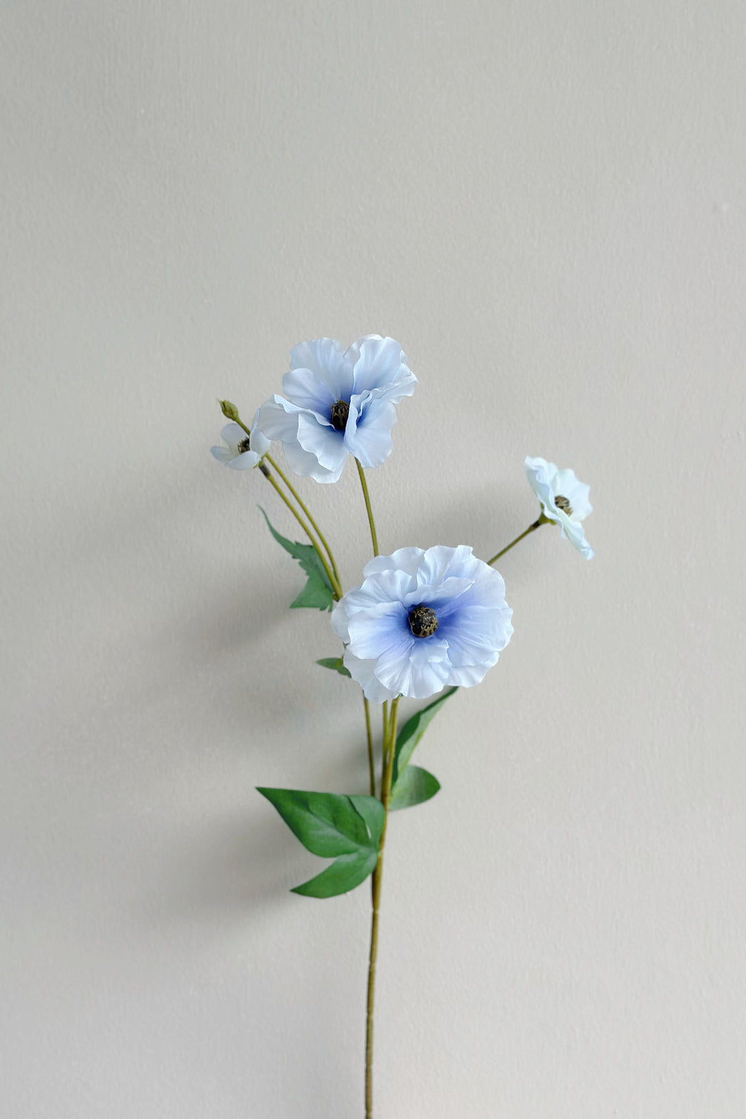 Butterfly Ranunculus (5 colours)