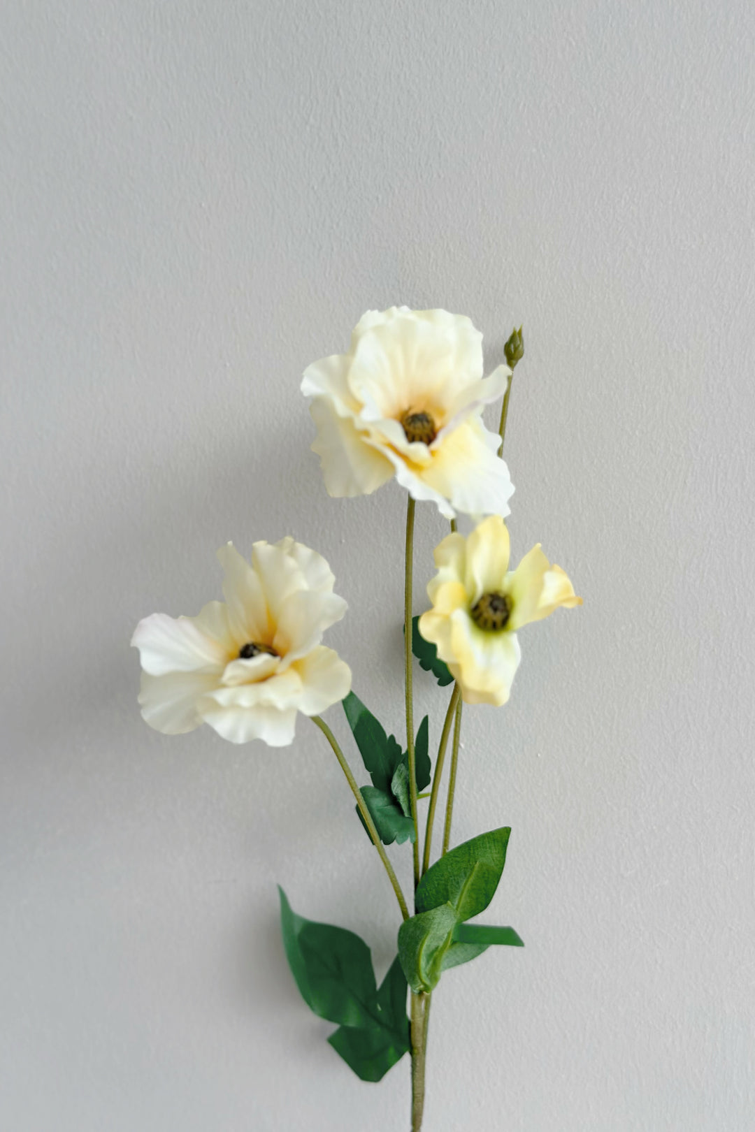 Butterfly Ranunculus (5 colours)