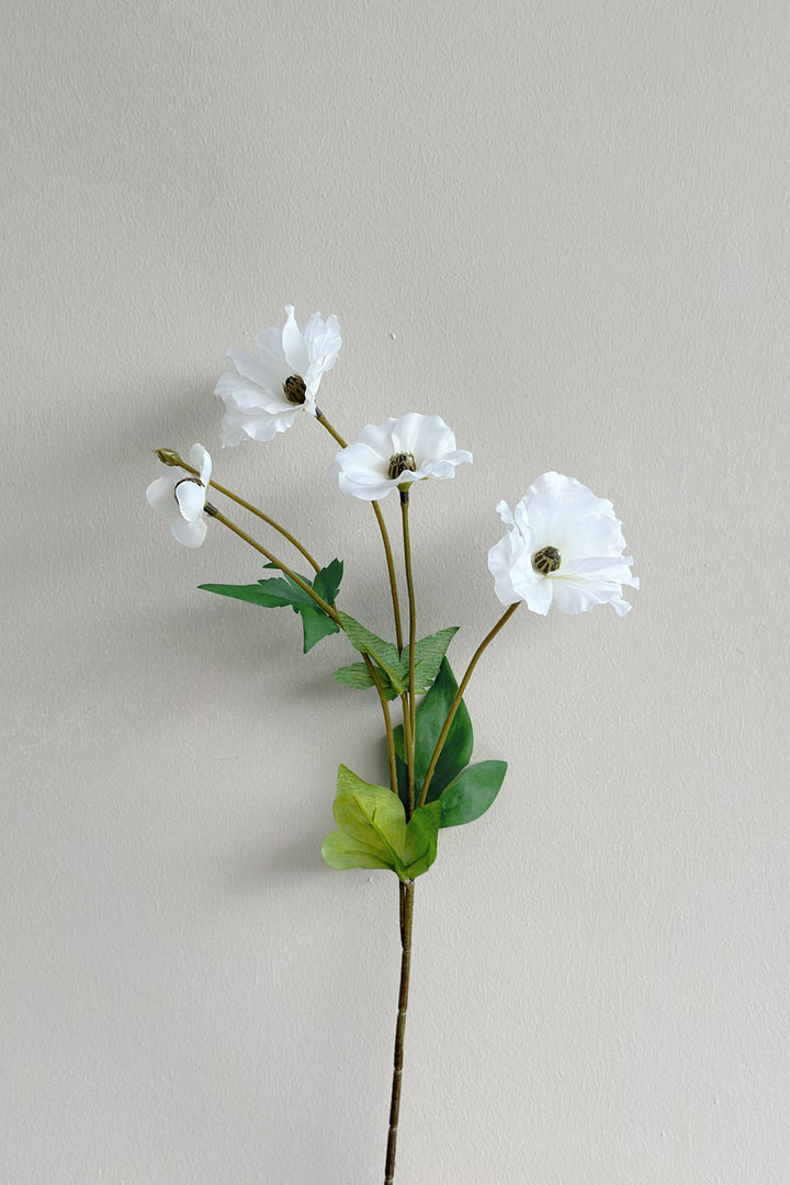 Butterfly Ranunculus (5 colours)