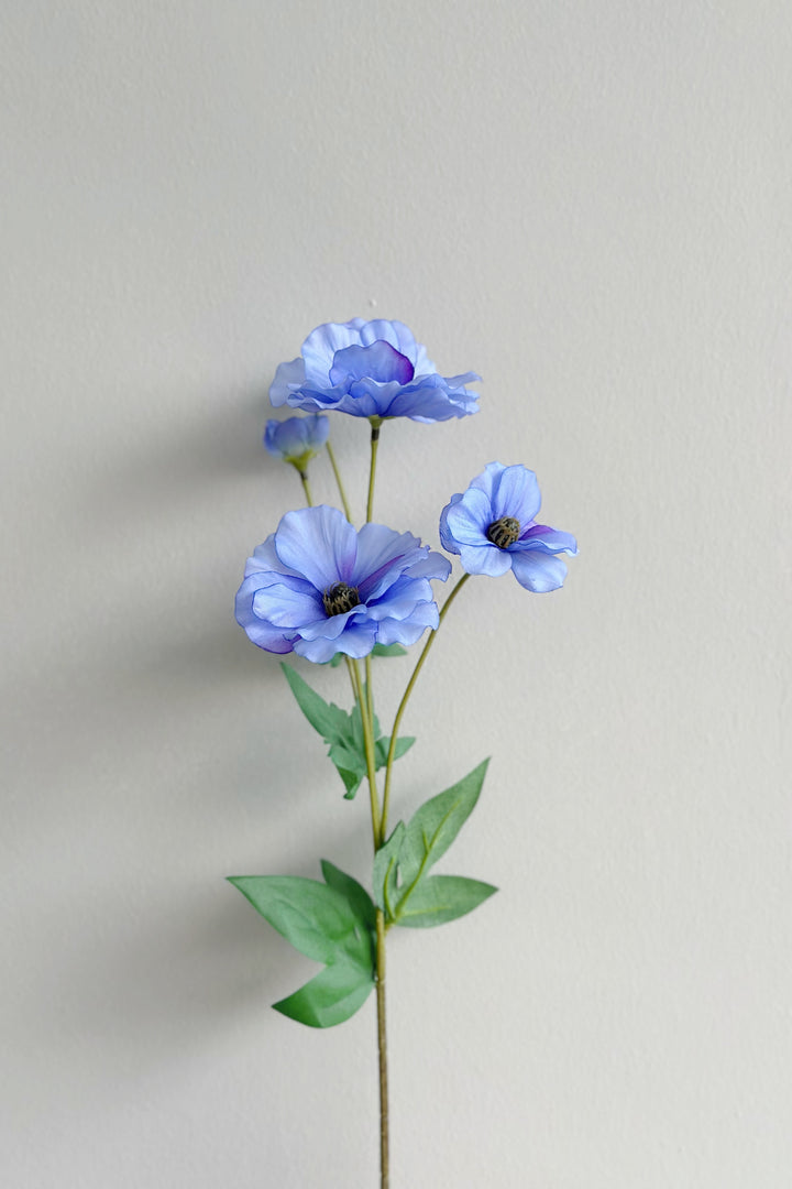 Butterfly Ranunculus (5 colours)