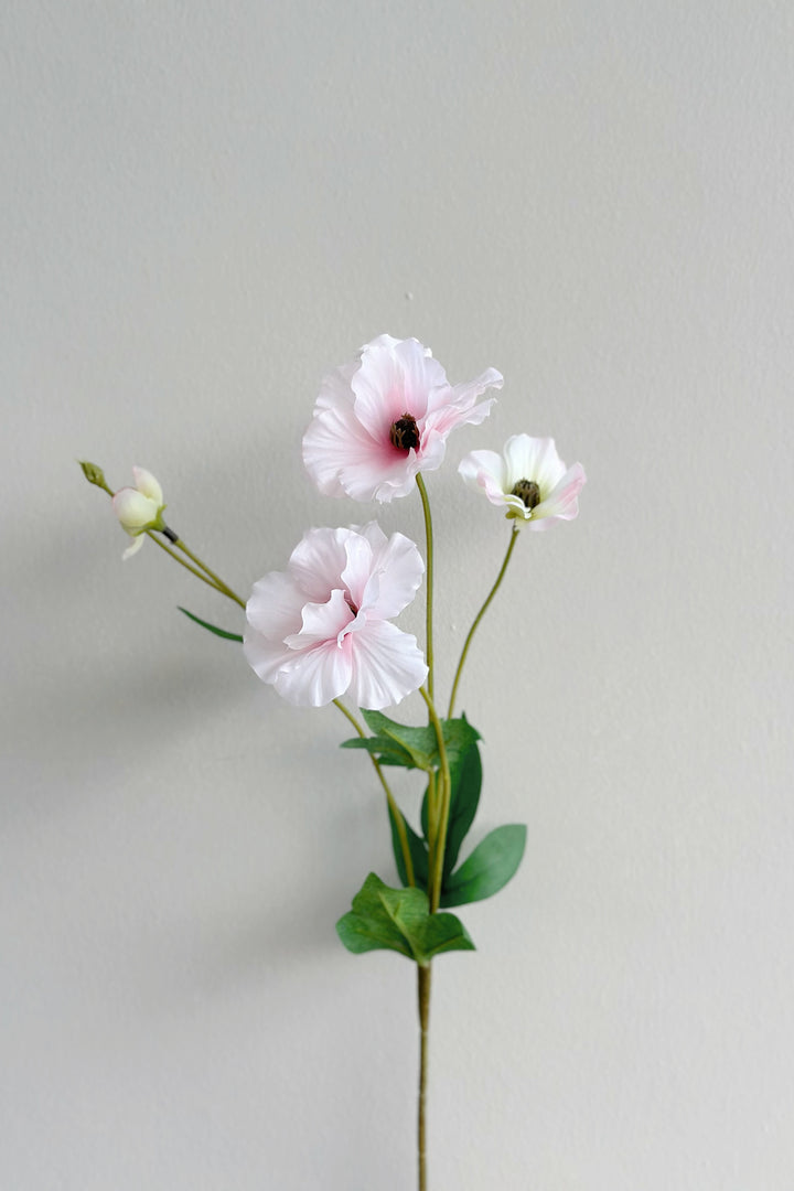 Butterfly Ranunculus (5 colours)