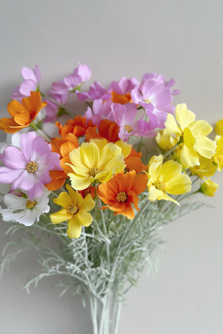 Garden Cosmos Flowers (5 colours)