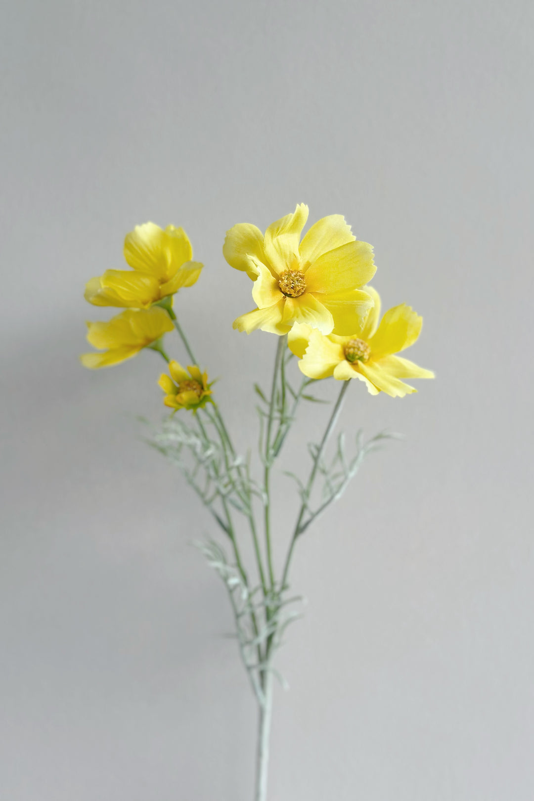 Garden Cosmos Flowers (5 colours)