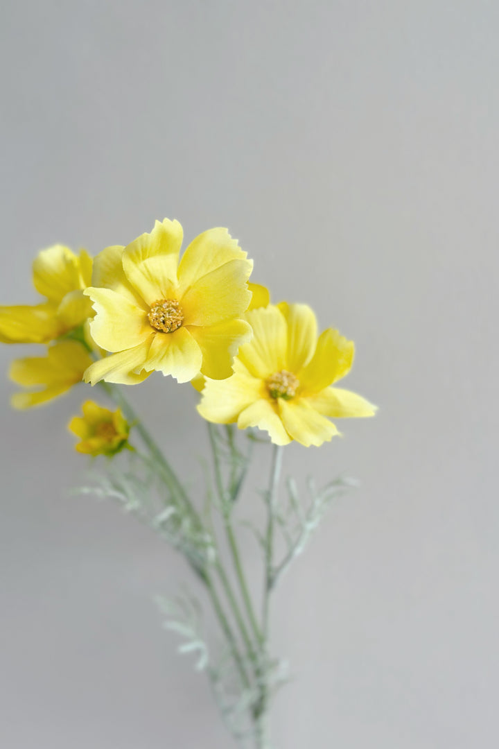 Garden Cosmos Flowers (5 colours)