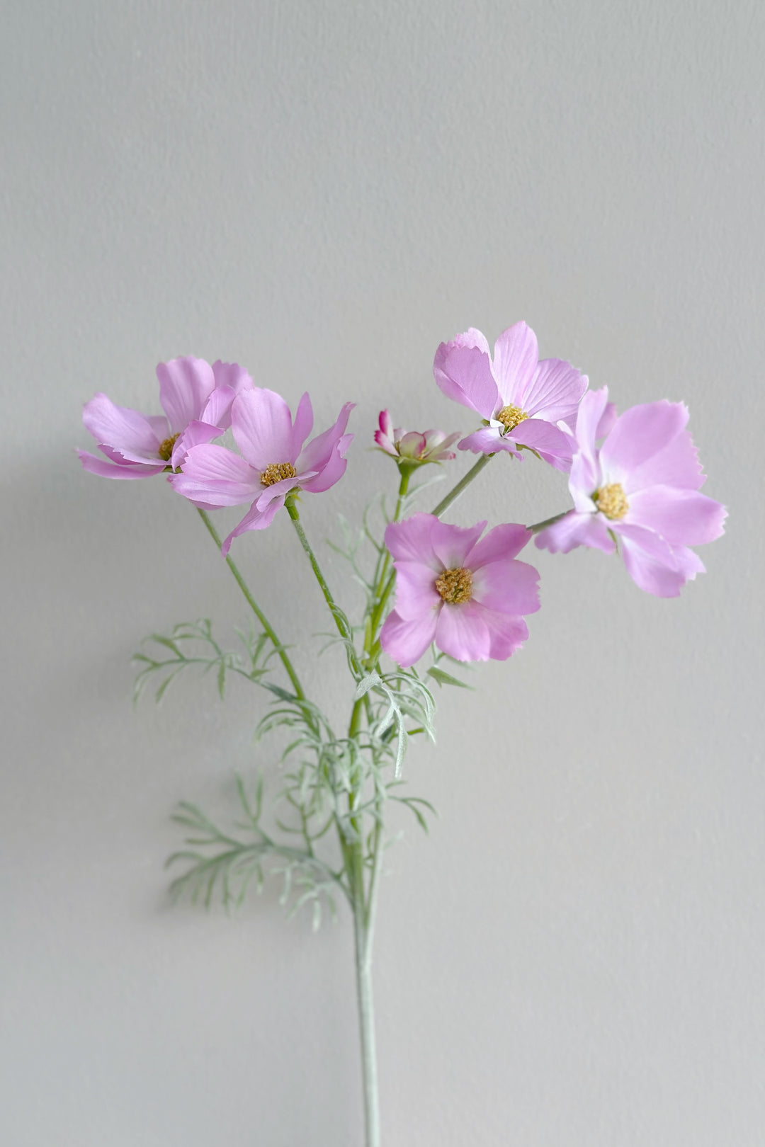 Garden Cosmos Flowers (5 colours)