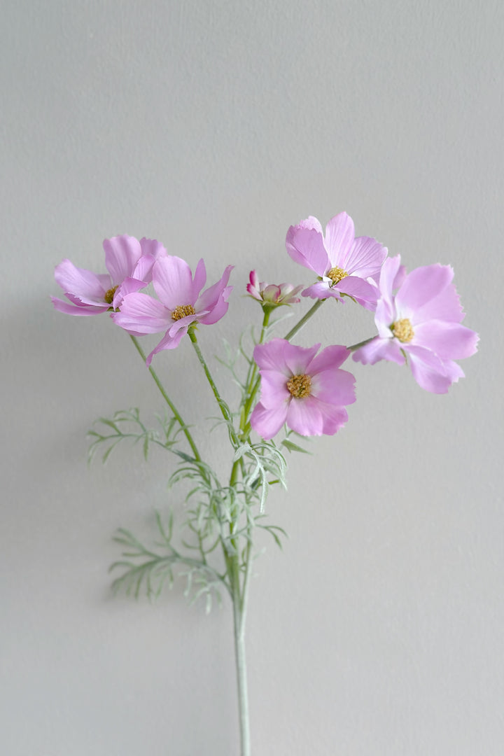 Garden Cosmos Flowers (5 colours)