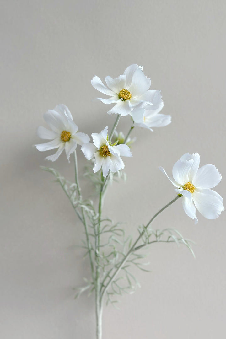 Garden Cosmos Flowers (5 colours)