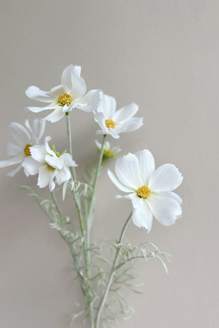 Garden Cosmos Flowers (5 colours)