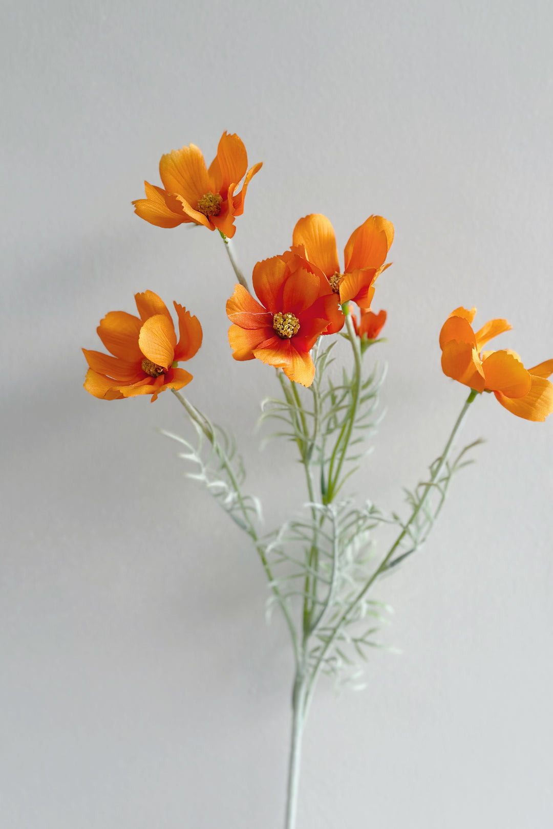 Garden Cosmos Flowers (5 colours)