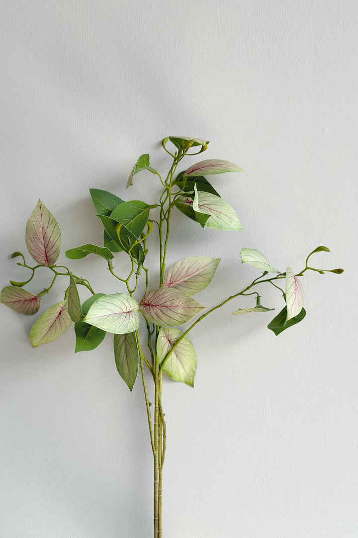Taro Leave Branch