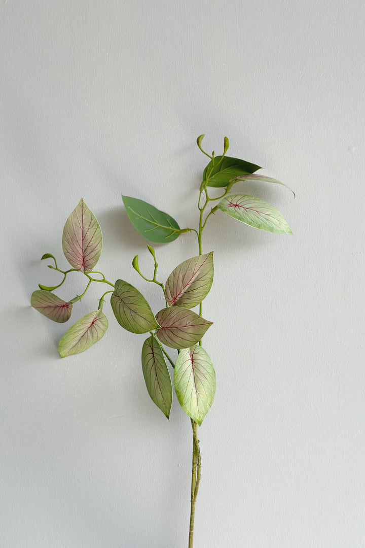 Taro Leave Branch