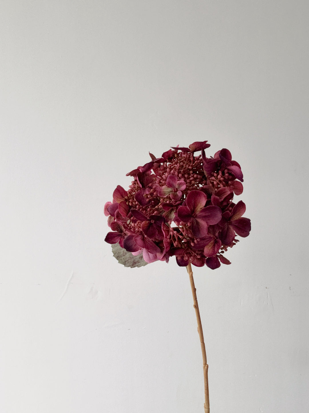 Antique Plum Hydrangea Stem
